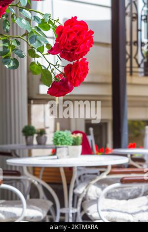 Paesaggio urbano estivo - vista in primo piano delle rose sullo sfondo di una strada Istanbul caffè, in Turchia Foto Stock