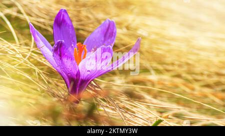 Primavera sfondo - vista del fresco croci viola fiorire nelle montagne dei Carpazi sulla cima della montagna su sfondo di neve, primo piano con spa Foto Stock