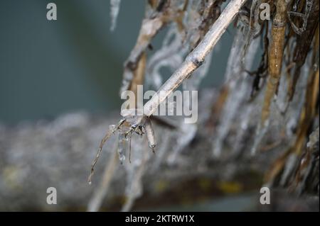 Srinagar, India. 29th Set, 2022. GANDERBAL, INDIA - 29 NOVEMBRE: Le ciclicelle sono viste su un tubo dell'acqua, a Shallabugh il 29 novembre 2022 a Ganderbal, India. Le condizioni di freddo intenso prevalgono in Srinagar che registra la notte più fredda della stagione a meno 2,2°C il martedì. (Foto di Waseem Andrabi/Hindustan Times/Sipa USA) Credit: Sipa USA/Alamy Live News Foto Stock