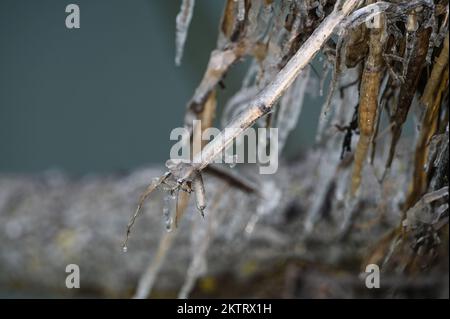 Srinagar, India. 29th Set, 2022. GANDERBAL, INDIA - 29 NOVEMBRE: Le ciclicelle sono viste su un tubo dell'acqua, a Shallabugh il 29 novembre 2022 a Ganderbal, India. Le condizioni di freddo intenso prevalgono in Srinagar che registra la notte più fredda della stagione a meno 2,2°C il martedì. (Foto di Waseem Andrabi/Hindustan Times/Sipa USA) Credit: Sipa USA/Alamy Live News Foto Stock