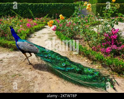 Peacock a piedi nel parco rosarium di Jardim do Palacio de Cristlal, fioritura rose colorate, Porto, Portogallo Foto Stock