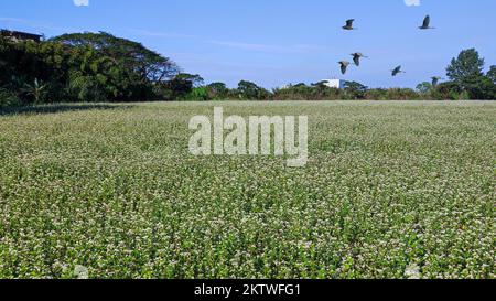 La vista soleggiata dei bellissimi fiori di grano saraceno, Dayuan, Taoyuan, Taiwan Foto Stock