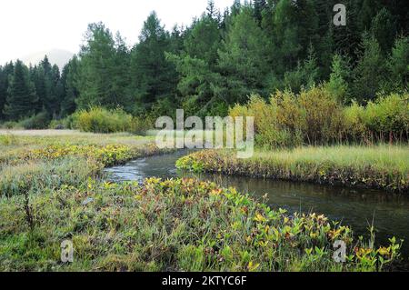 Il primo gelo sull'erba verde che cresce sulle rive di un piccolo fiume che scorre attraverso la foresta autunnale mattutina. Fiume Mena, Altai, Siberia, Russia Foto Stock