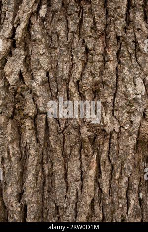 Particolare di corteccia solcata su un querce bianco, Quercus alba, a Troy, Montana. Questa specie di albero non è indigena alla regione in cui è stato trovato g Foto Stock