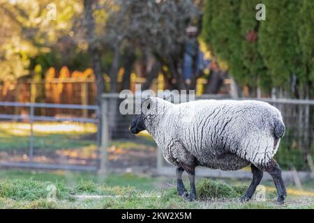 Pecora Suffolk femminile. Pecora su un pascolo in campagna. Pecora Suffolk con faccia e gambe nere. Nessuno, fuoco selettivo Foto Stock