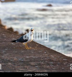 Gabbiano a zampe gialle (Larus michahellis), cibo in becco, ritratto su un muro vicino al mare, tramonto, Essaouira, Marrakech-Safi, Marocco, Africa Foto Stock