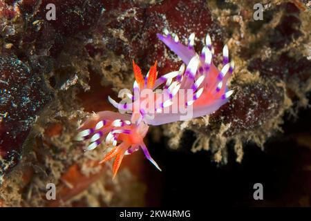 Coppia di fili nudibranchi tropicali-nudibranchi thread-nudibranchi (Flabellina exoptata), Oceano Pacifico, Isola di Yap, Yap, Isole Caroline, Stato federato Foto Stock