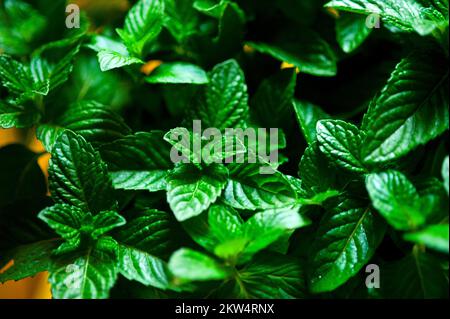 Vibrante verde fresco menta pianta primo piano macro Foto Stock