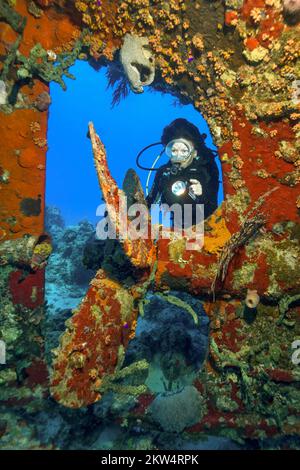 Diver Sports Diver guarda visto illuminato da spugne colorate ovverse elica di naufragio affondato Willaurie, Caraibi, New Providence, Baha Foto Stock