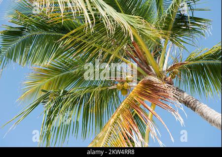 Vista verso l'alto sulla corona di alta palma di cocco (Cocos nucifera) con noci di cocco, Maldive, Asia Foto Stock