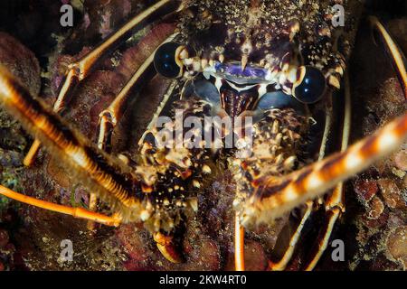 Primo piano estremo della testa ritratto occhi di gamberi comuni europei (Palinurus elephas), Mar Mediterraneo, Isola d'Elba, Toscana, Italia, Europa Foto Stock