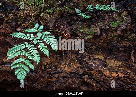 Fern cresce su tronco morto albero, primival foresta Sababurg, parco naturale Reinhardswald, Assia, Germania, Europa Foto Stock