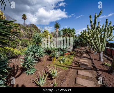 Cactus, Agaves e Succulents nel Giardino Botanico, Jardim Botanico, Funchal, Madeira, Portogallo, Europa Foto Stock