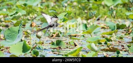 Jacana a coda di fagiano che sorvola la vegetazione del lago. Foto Stock