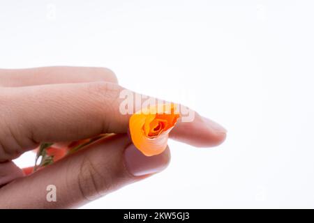 Mano che regge un fiore di colore arancione su sfondo bianco Foto Stock