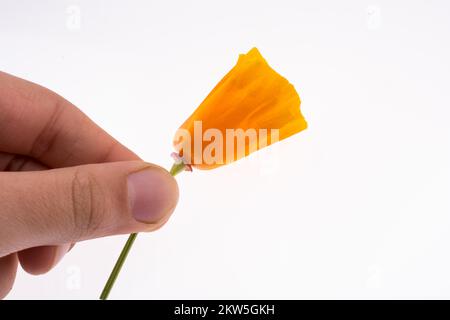 Mano che regge un fiore di colore arancione su sfondo bianco Foto Stock