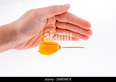 Mano che regge un fiore di colore arancione su sfondo bianco Foto Stock