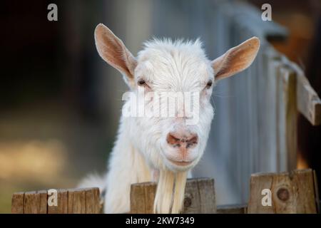 Capra su una fattoria rurale primo piano. Una capra bianca interessata divertente senza un corno si sbirca da dietro una recinzione di legno. Il concetto di agricoltura e di hu animale Foto Stock