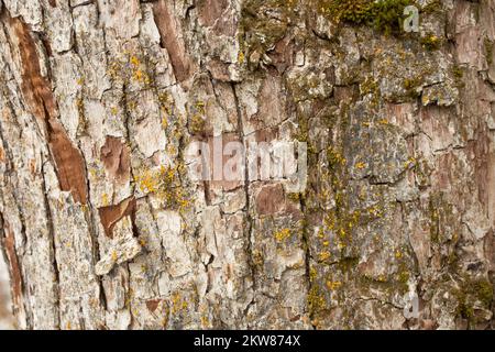 Particolare di corteccia su un pero, Pyrus communis, a Troy, Montana. Foto Stock