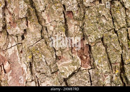 Particolare di corteccia su un pero, Pyrus communis, a Troy, Montana. Foto Stock