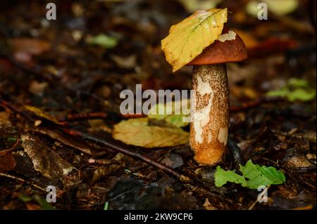 Un fungo di Leccino che cresce nella foresta, giovane fungo rosso d'autunno, funghi commestibili e stagione dei funghi nella foresta. Foto Stock