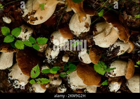 Funghi raccolti e disposti in filari su foglie e erba nel bosco, raccolta funghi nel bosco, funghi porcini commestibili. Foto Stock