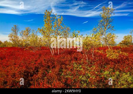 Gray Birch cresce tra Black Hucklebeey in autunno su Moosic Mountain, Lackawanna County Foto Stock