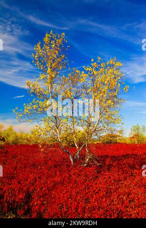 Gray Birch cresce tra Black Hucklebeey in autunno su Moosic Mountain, Lackawanna County Foto Stock