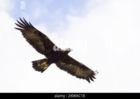 Aquila reale [ Aquila chrysaetos ] uccello prigioniero che vola sopra il cielo presso il British Bird of Prey Centre nel Giardino Botanico Nazionale di Wal Foto Stock