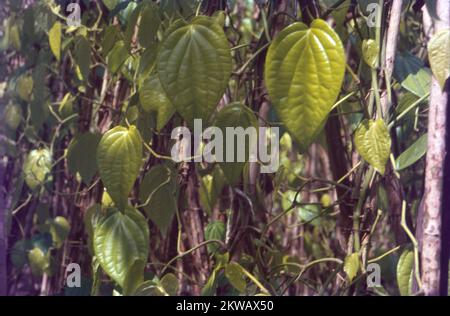 Il betel è un vitigno della famiglia Piperaceae, che comprende pepe e kava. La pianta del betel è originaria dell'Asia sudorientale. È un perenne sempreverde, dioecioso, con foglie lucide a forma di cuore e cetriolini bianchi. Foto Stock