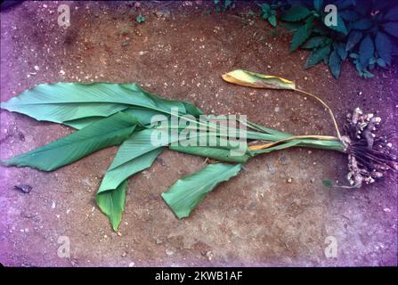 La curcuma è una pianta fiorita, Curcuma longa, della famiglia dello zenzero, Zingiberaceae, nomi comuni: Curcuma, radice curcuma, curcuma dello zafferano indiano, Una pianta della famiglia dello zenzero, è originaria dell'Asia sudorientale, principalmente in India. Il suo rizoma (gambo sotterraneo) è usato come una spezia culinaria e storicamente, curcuma è stato usato in Ayurveda e in altri sistemi medici indiani tradizionali. Foto Stock