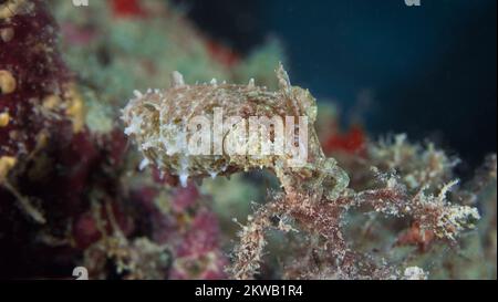 Bellissime seppie che cambiano la texture della sua pelle per camuffarsi sulla barriera corallina Foto Stock