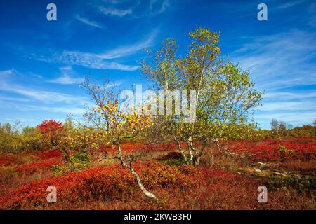 Gray Birch cresce tra Black Hucklebeey in autunno su Moosic Mountain, Lackawanna County Foto Stock