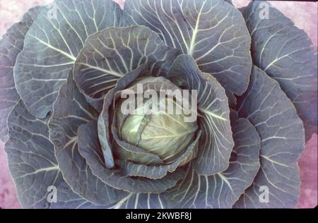 Il cavolo, composto da diverse cultivar di Brassica oleracea, è una pianta biennale verde foglia, rossa (viola), o bianca (verde pallido) coltivata come pianta vegetale annuale. Il cavolo, specialmente il cavolo rosso, sembra aumentare i livelli di beta-carotene, luteina e altri antiossidanti cuore-protettivi. Aiuta anche ad abbassare la LDL "ossidata", che è legata all'indurimento delle arterie. E poiché facilita l'infiammazione, può aiutare a prevenire le malattie cardiache. Foto Stock