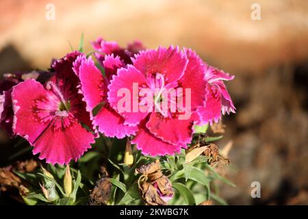 Dianthus myrtinervius (rosa albanese) in piena fioritura : (pix SShukla) Foto Stock