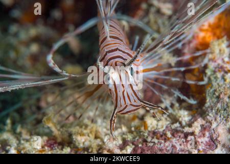 Ritratto di pesci leoni sulla barriera corallina in natura Foto Stock