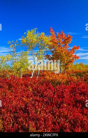 Gray Birch e Red Maple crescono tra Black Hucklebeey in autunno su Moosic Mountain, Lackawanna County Foto Stock