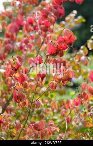 Euonymus alatus, fuso alare, euonymus alato, cespuglio ardente, arbusto deciduo, foglie ovali, girando rosy-cremisi in autunno Foto Stock