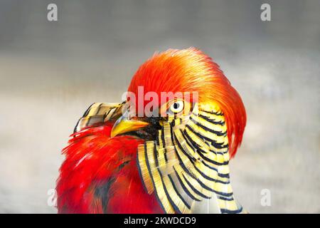 Fagiano d'oro con piumaggio colorato. Primo piano degli uccelli. Crisolofo pictus. Foto Stock