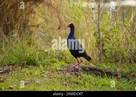 Swanphen viola sul bordo di un lago nel Queensland, Australia Foto Stock