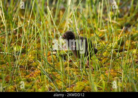 Swanphen viola sul bordo di un lago nel Queensland, Australia Foto Stock