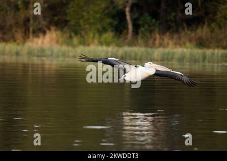 Pellicano australiano che sorvola un lago nel Queensland, Australia Foto Stock