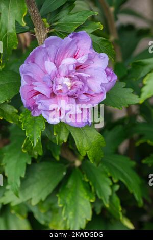 Hibiscus siriacus Blue Chiffon, Chiffon Series, rosa di Sharon Blue Chiffon, Hibiscus siriacus Notwood3, azzurro pallido, semi-doppio con colorazione rosso-viola Foto Stock