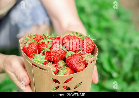 Scatola di cartone con fragole fresche nelle mani di una donna anziana, primo piano. Fragole coltivate in casa. Foto Stock