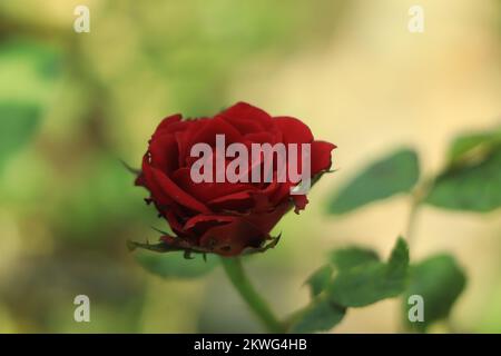 Rosa rossa fiorente in giardino Foto Stock