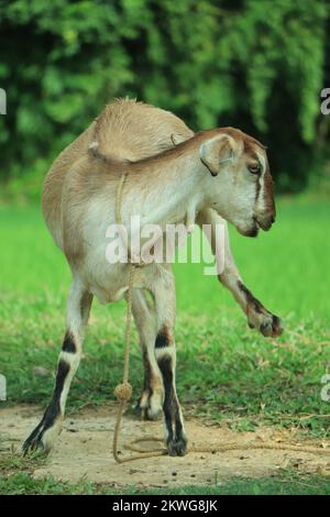 Il ritratto di capra divertente sullo sfondo del campo verde Foto Stock