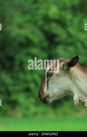 Il ritratto di capra divertente sullo sfondo del campo verde. Bel ritratto di capra giovane all'aperto. Casa di cortile con capre. Foto Stock