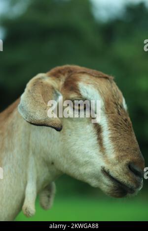 Il ritratto di capra divertente sullo sfondo del campo verde. Bel ritratto di capra giovane all'aperto. Casa di cortile con capre. Foto Stock