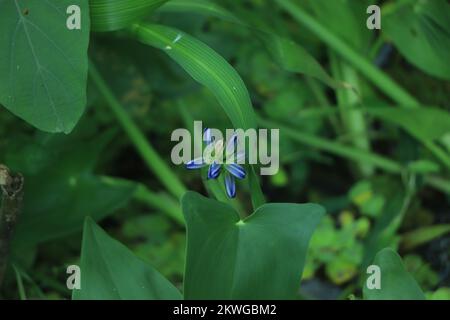 Primo piano Blue Agapanthus (giglio africano), elegante in giardino Foto Stock
