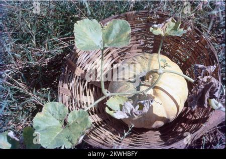 Una zucca è un termine vernacolare per squash invernale maturo di specie e varietà del genere Cucurbita che ha un significato culinario e culturale. amplifichi il vostro sistema immunitario, protegga la vostra vista, riduca il vostro rischio di determinati cancri e promuova la salute del cuore e della pelle. Foto Stock